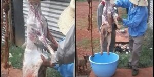 Photos: Dog meat found in Nairobi’s Chinese restaurant