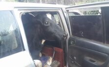 Photo 3. Grown up Cow inside a Toyota Probox in Nyeri county