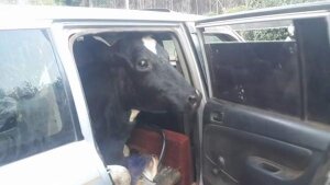 Photo 4. Grown up Cow inside a Toyota Probox in Nyeri county