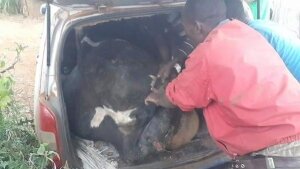 Photo 3. Grown up Cow inside a Toyota Probox in Nyeri county