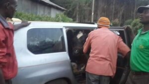 Photo 1. Dairy cow inside Toyota Probox car