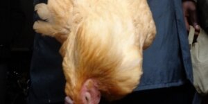 Man busted “climbing” a hen in Githurai